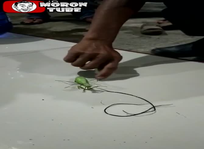 Video :Nematomorphs emerged from a praying mantis's body